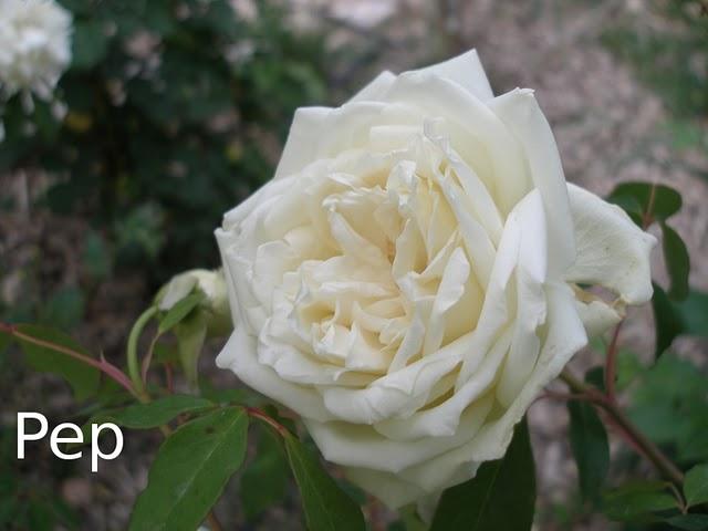 Brotes de bronce y primeras flores Brotes de bronce y primeras flores