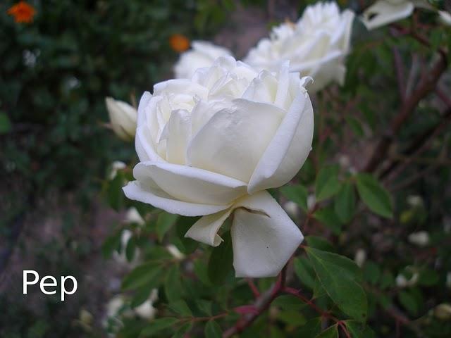 Brotes de bronce y primeras flores Brotes de bronce y primeras flores