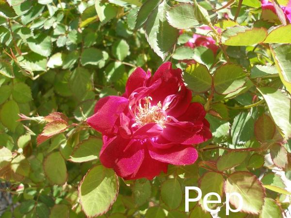 Brotes de bronce y primeras flores Brotes de bronce y primeras flores