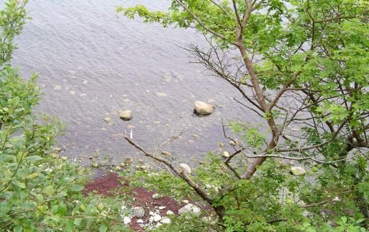 En Mons Klint Descubre Møns Klint en Dinamarca