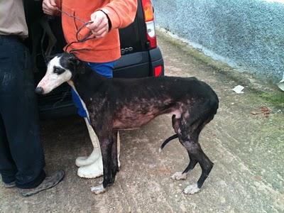NOVEDADES, URGENTISIMO!!! MADRID, CINCO GALGOS EN PELIGRO DE SACRIFICIO, TENEMOS UNA SEMANA PARA ENCONTRARLES CASA DE ACOGIDA O ADOPTANTE. NOVEDADES, URGENTISIMO!!! MADRID, CINCO GALGOS EN PELIGRO DE SACRIFICIO, TENEMOS UNA SEMANA PARA ENCONTRARLES CASA DE ACOGIDA O ADOPTANTE.