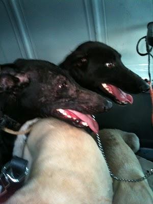 NOVEDADES, URGENTISIMO!!! MADRID, CINCO GALGOS EN PELIGRO DE SACRIFICIO, TENEMOS UNA SEMANA PARA ENCONTRARLES CASA DE ACOGIDA O ADOPTANTE. NOVEDADES, URGENTISIMO!!! MADRID, CINCO GALGOS EN PELIGRO DE SACRIFICIO, TENEMOS UNA SEMANA PARA ENCONTRARLES CASA DE ACOGIDA O ADOPTANTE.