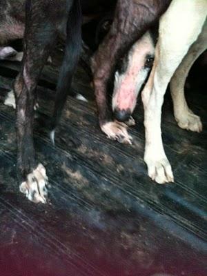 NOVEDADES, URGENTISIMO!!! MADRID, CINCO GALGOS EN PELIGRO DE SACRIFICIO, TENEMOS UNA SEMANA PARA ENCONTRARLES CASA DE ACOGIDA O ADOPTANTE. NOVEDADES, URGENTISIMO!!! MADRID, CINCO GALGOS EN PELIGRO DE SACRIFICIO, TENEMOS UNA SEMANA PARA ENCONTRARLES CASA DE ACOGIDA O ADOPTANTE.