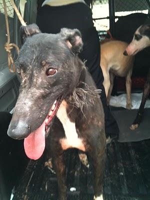 NOVEDADES, URGENTISIMO!!! MADRID, CINCO GALGOS EN PELIGRO DE SACRIFICIO, TENEMOS UNA SEMANA PARA ENCONTRARLES CASA DE ACOGIDA O ADOPTANTE. NOVEDADES, URGENTISIMO!!! MADRID, CINCO GALGOS EN PELIGRO DE SACRIFICIO, TENEMOS UNA SEMANA PARA ENCONTRARLES CASA DE ACOGIDA O ADOPTANTE.
