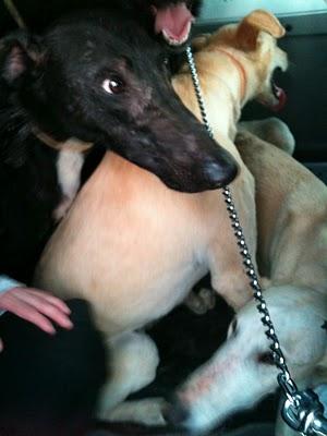 NOVEDADES, URGENTISIMO!!! MADRID, CINCO GALGOS EN PELIGRO DE SACRIFICIO, TENEMOS UNA SEMANA PARA ENCONTRARLES CASA DE ACOGIDA O ADOPTANTE. NOVEDADES, URGENTISIMO!!! MADRID, CINCO GALGOS EN PELIGRO DE SACRIFICIO, TENEMOS UNA SEMANA PARA ENCONTRARLES CASA DE ACOGIDA O ADOPTANTE.