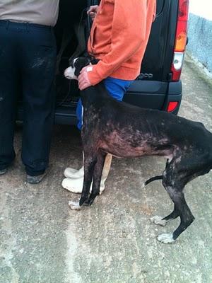 NOVEDADES, URGENTISIMO!!! MADRID, CINCO GALGOS EN PELIGRO DE SACRIFICIO, TENEMOS UNA SEMANA PARA ENCONTRARLES CASA DE ACOGIDA O ADOPTANTE. NOVEDADES, URGENTISIMO!!! MADRID, CINCO GALGOS EN PELIGRO DE SACRIFICIO, TENEMOS UNA SEMANA PARA ENCONTRARLES CASA DE ACOGIDA O ADOPTANTE.
