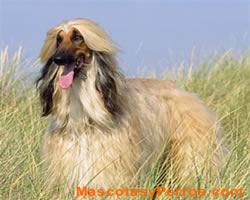 Afghan Hound fotos perros