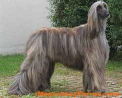 Afghan Hound fotos perros