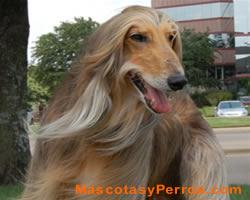 Afghan Hound fotos perros