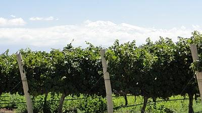 El poder antioxidante de la Uva. El poder antioxidante de la Uva.