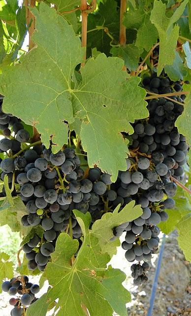 El poder antioxidante de la Uva. El poder antioxidante de la Uva.