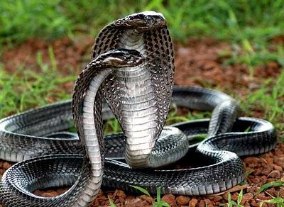 Cobra  escapa de zoológico