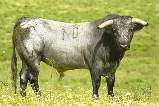 RESEÑADA LA CORRIDA DE MIURA QUE SE LIDIARÁ EN PRIEGO RESEÑADA LA CORRIDA DE MIURA QUE SE LIDIARÁ EN PRIEGO