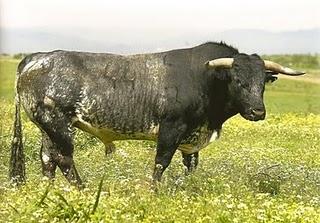 RESEÑADA LA CORRIDA DE MIURA QUE SE LIDIARÁ EN PRIEGO RESEÑADA LA CORRIDA DE MIURA QUE SE LIDIARÁ EN PRIEGO