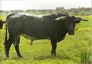 RESEÑADA LA CORRIDA DE MIURA QUE SE LIDIARÁ EN PRIEGO RESEÑADA LA CORRIDA DE MIURA QUE SE LIDIARÁ EN PRIEGO