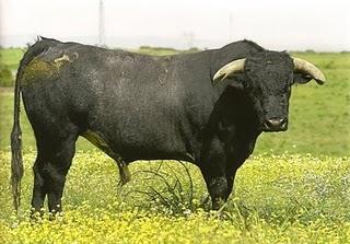 RESEÑADA LA CORRIDA DE MIURA QUE SE LIDIARÁ EN PRIEGO RESEÑADA LA CORRIDA DE MIURA QUE SE LIDIARÁ EN PRIEGO