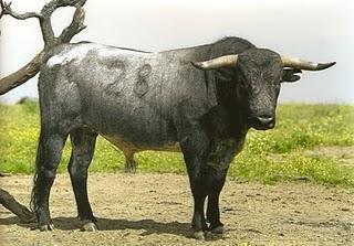 RESEÑADA LA CORRIDA DE MIURA QUE SE LIDIARÁ EN PRIEGO RESEÑADA LA CORRIDA DE MIURA QUE SE LIDIARÁ EN PRIEGO
