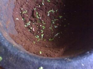 coffee lime mortar 0148 Café con una Nota Cítrica (Lima)