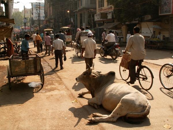 ¿ Por qué las vacas son sagradas en la India ?