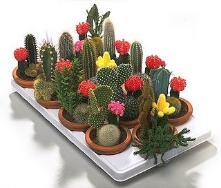 Cactus Cactus