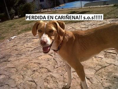 PERRITA PERDIDA, CARIÑENA (ZARAGOZA)