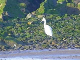 Goteo de migrantes en Bañugues Goteo de migrantes en Bañugues