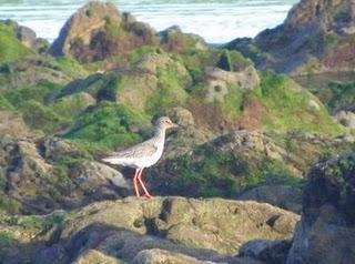 Goteo de migrantes en Bañugues Goteo de migrantes en Bañugues