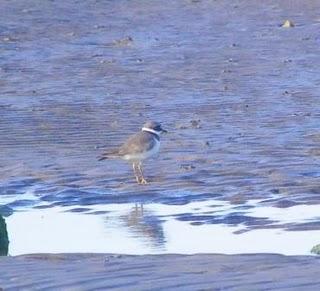 Goteo de migrantes en Bañugues Goteo de migrantes en Bañugues
