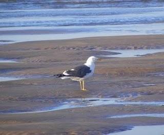 Goteo de migrantes en Bañugues Goteo de migrantes en Bañugues