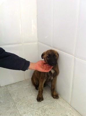 Buba, cachorro abandonado dos veces. (Córdoba)