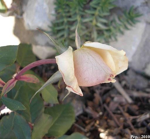 Últimas y primeras flores del año : Irene Churruca Últimas y primeras flores del año : Irene Churruca