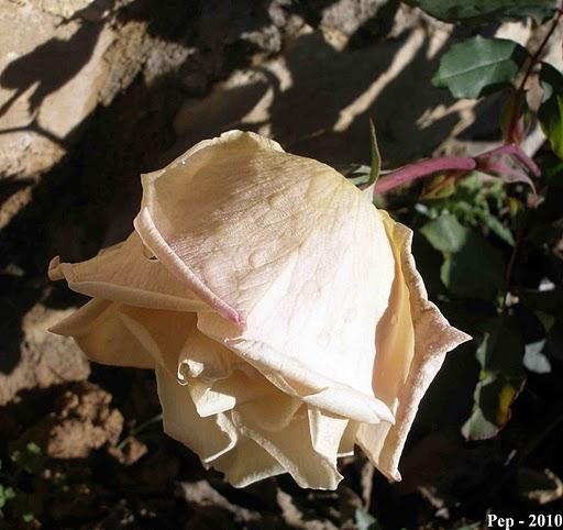 Últimas y primeras flores del año : Irene Churruca Últimas y primeras flores del año : Irene Churruca