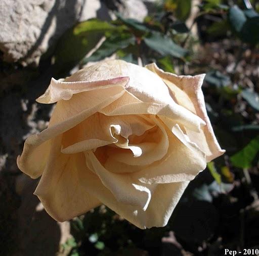 Últimas y primeras flores del año : Irene Churruca Últimas y primeras flores del año : Irene Churruca