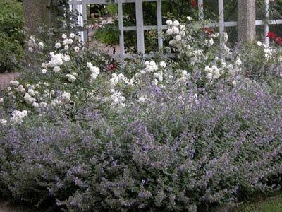 Nepeta acompañando a rosales: combinación clásica. Nepeta acompañando a rosales: combinación clásica.