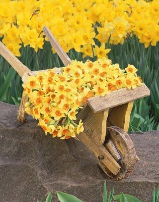 Plantar narcisos acompañando a los rosales: ahora es el momento, ¡no lo dejes pasar!. Plantar narcisos acompañando a los rosales: ahora es el momento, ¡no lo dejes pasar!.