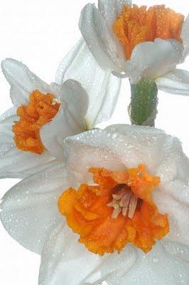 Plantar narcisos acompañando a los rosales: ahora es el momento, ¡no lo dejes pasar!. Plantar narcisos acompañando a los rosales: ahora es el momento, ¡no lo dejes pasar!.