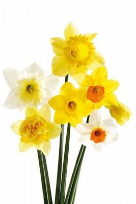 Plantar narcisos acompañando a los rosales: ahora es el momento, ¡no lo dejes pasar!. Plantar narcisos acompañando a los rosales: ahora es el momento, ¡no lo dejes pasar!.