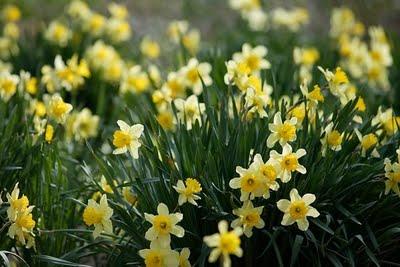 Plantar narcisos acompañando a los rosales: ahora es el momento, ¡no lo dejes pasar!. Plantar narcisos acompañando a los rosales: ahora es el momento, ¡no lo dejes pasar!.