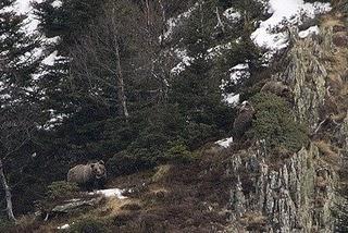 Un año más y la osa Hvala Un año más y la osa Hvala