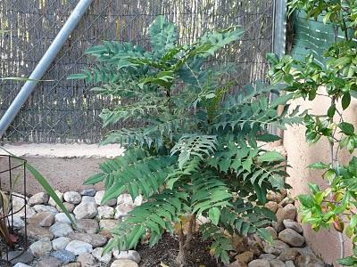 Mahonia del Sol de invierno (Mahonia aquifolium) Mahonia del Sol de invierno (Mahonia aquifolium)
