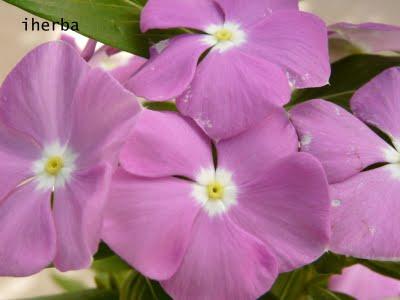 Vinca rosa - (Catharanthus roseus) Vinca rosa - (Catharanthus roseus)