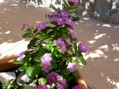 Vinca rosa - (Catharanthus roseus) Vinca rosa - (Catharanthus roseus)
