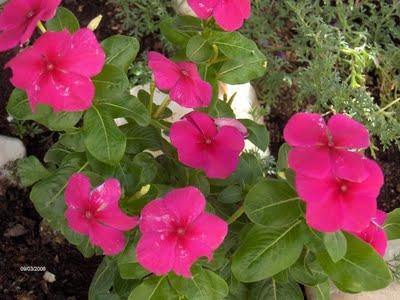 Vinca rosa - (Catharanthus roseus) Vinca rosa - (Catharanthus roseus)