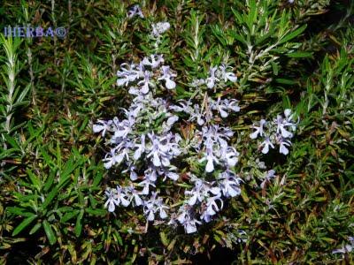Romero ( Rosmarinus officinalis ) Romero ( Rosmarinus officinalis )
