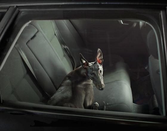 El silencio de los perros El silencio de los perros