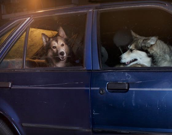 El silencio de los perros El silencio de los perros