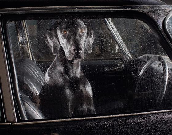 El silencio de los perros El silencio de los perros