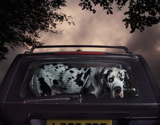 El silencio de los perros El silencio de los perros