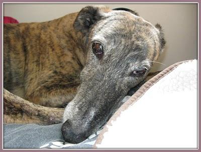 SAN TATO, el galgo ladronzuelo !!! SAN TATO, el galgo ladronzuelo !!!