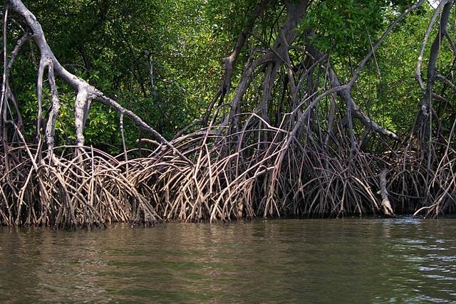 Los manglares de la bahía